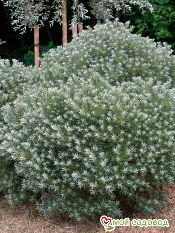 Облепиха мужская "Хикул" (до 150см)