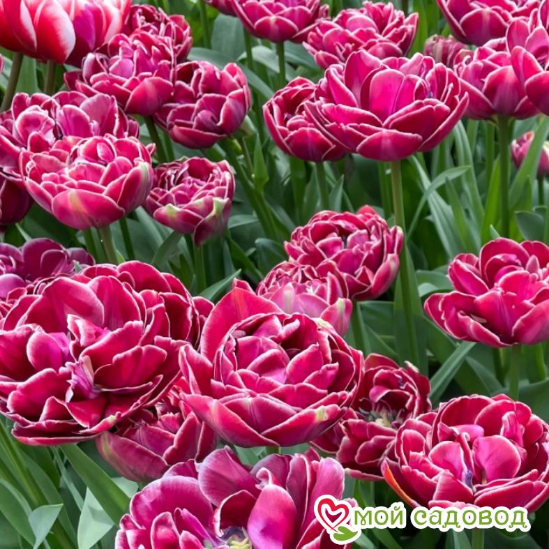 Тюльпан махровый Дрим Тач